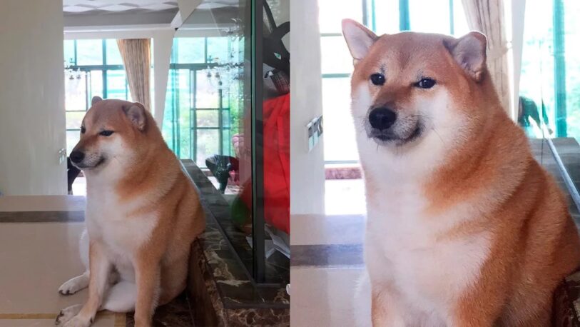 Tristeza en las redes sociales: Murió Cheems, el perro más viral del mundo
