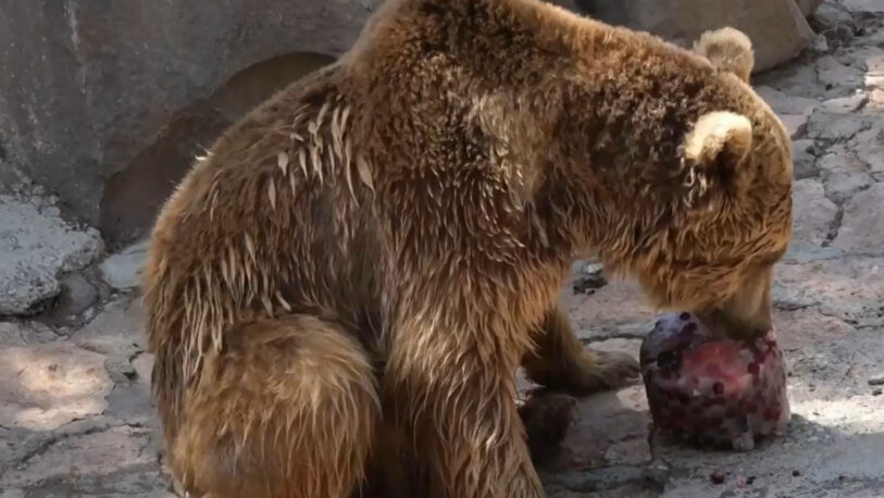 En Turquía, un zoológico combate las altas temperaturas con alimentos congelados para sus animales