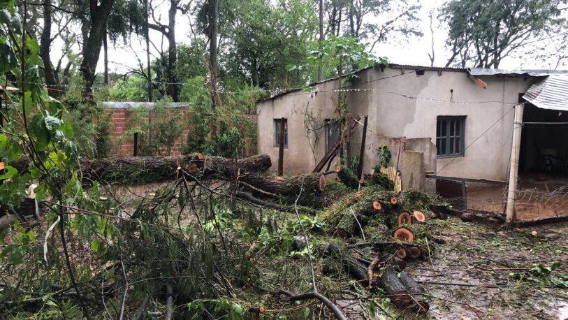 Chacra 156: un árbol de gran tamaño cayó sobre una vivienda