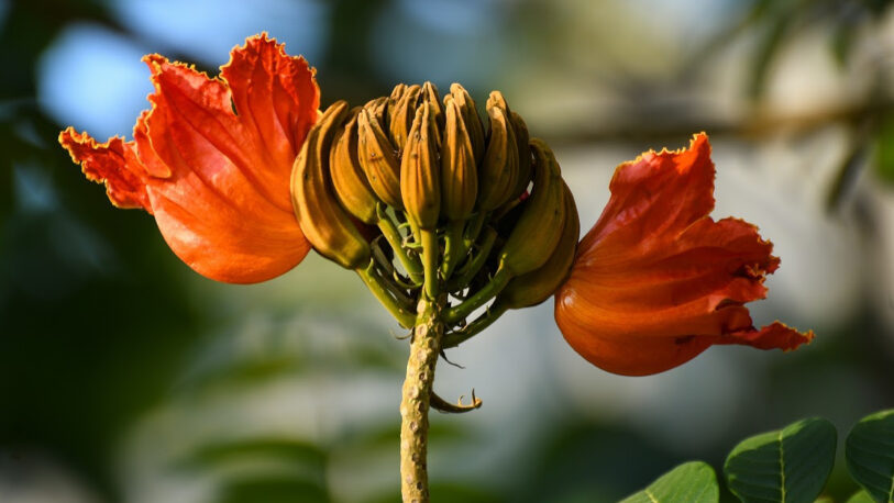 Oberá: para la protección de las abejas, retiran tulipaneros africanos de la vía pública