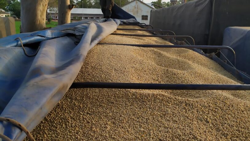 Secuestran 1.138 kilos de granos de soja sin documentación