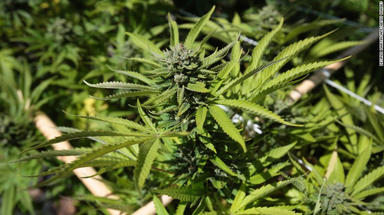 Cannabis medicinal: aseguran que solo se conoce el 10% de sus propiedades