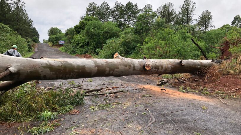 Registraron más de 300 reportes de árboles caídos
