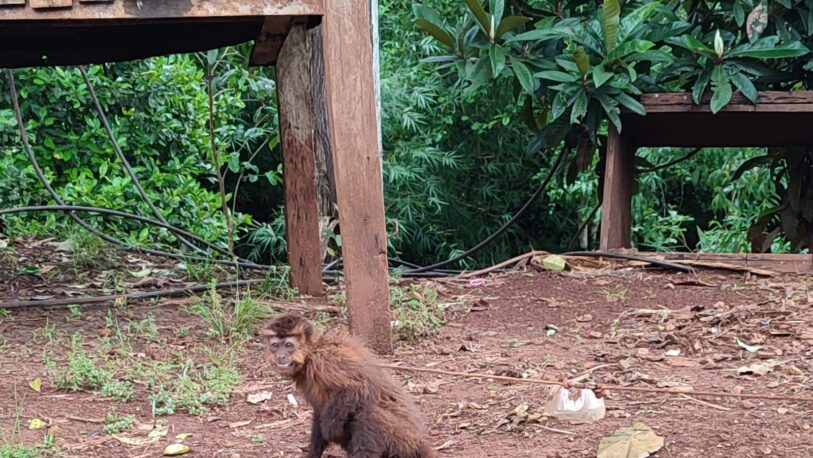 Rescatan a mono capuchino atado en el patio de una casa