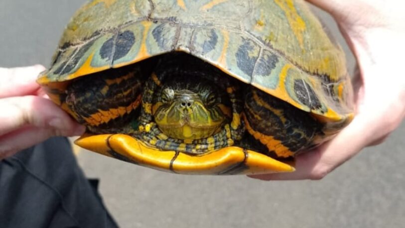 Una tortuga acuática hallada sobre la ruta