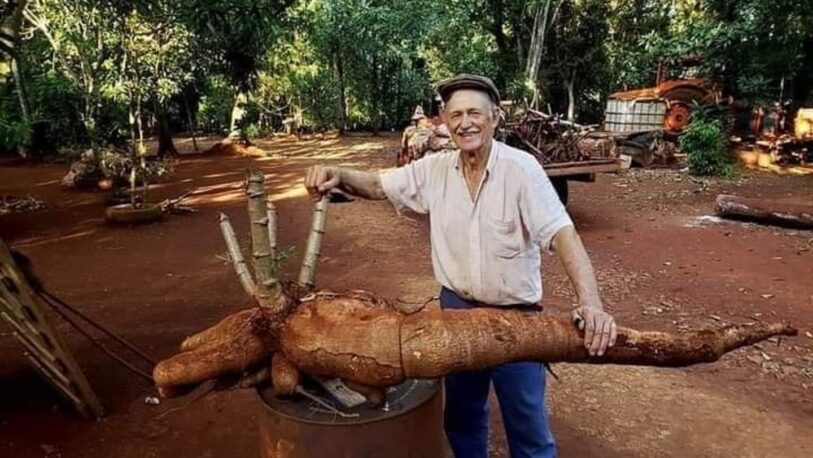 Productor de Andresito cosechó una mandioca gigante