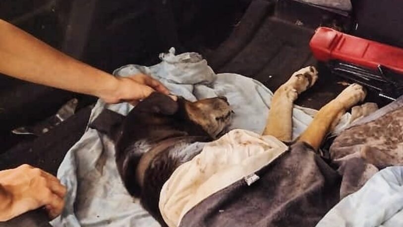 Rescataron a un perro que fue arrojado en un contenedor de basura