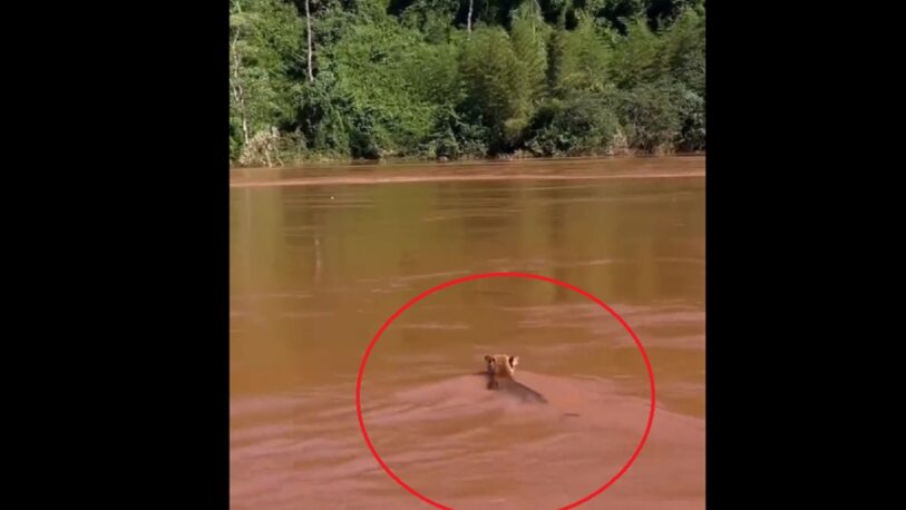 Grabaron a un ejemplar de puma atravesando el Río Iguazú