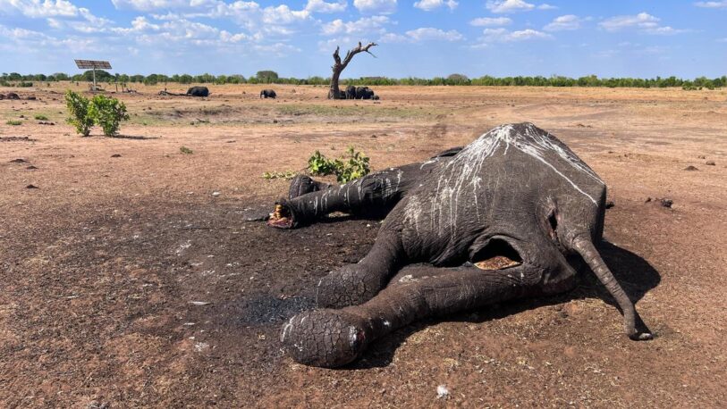Al menos 100 elefantes murieron por la sequía en el mayor parque nacional de Zimbabue