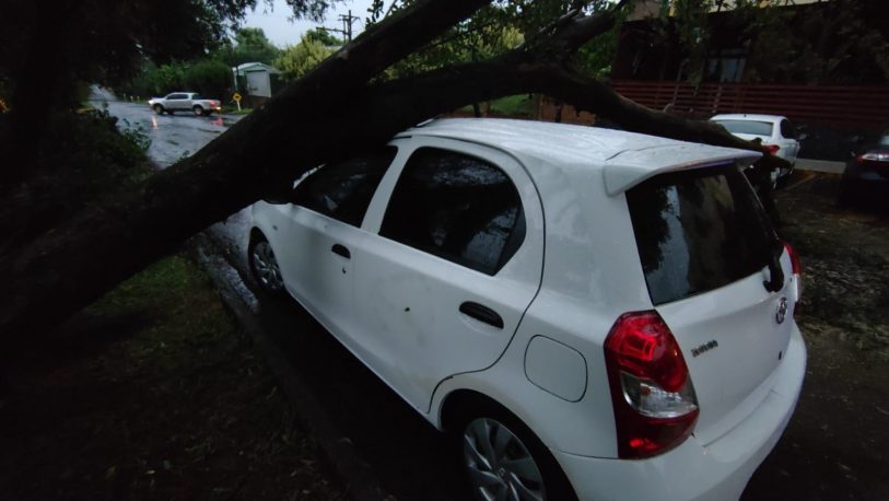 Apóstoles: un árbol cayó sobre un auto