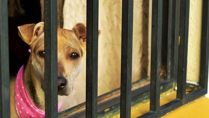 Proyecto de ley para subir las penas por maltrato animal