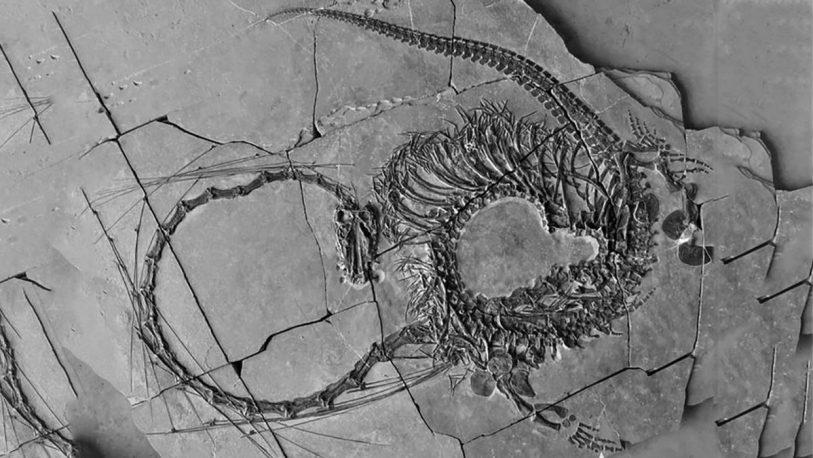 Hallaron fósiles que revelan un “dragón chino” de 240 millones de años