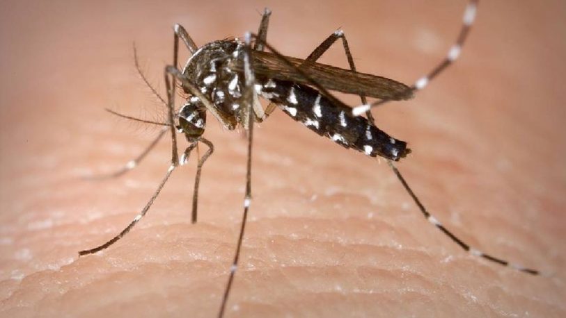 Brote histórico de dengue en Argentina: 106 muertos y más de 151 mil casos