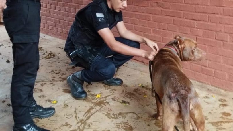 Maltrato animal en Dos de Mayo: rescataron a un perro que era arrastrado desde un auto por su dueño