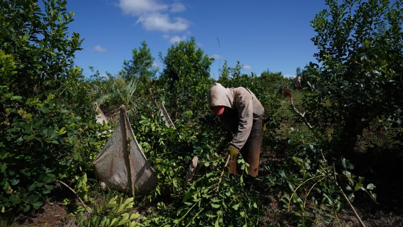 Asociaciones Rurales de Misiones: “Deberíamos tener un INYM que posicione el consumo de la yerba”