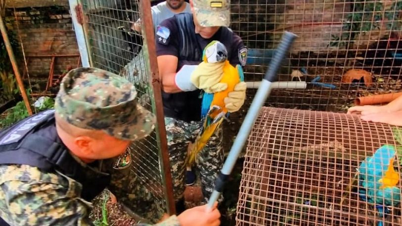 Rescataron a dos guacamayos y a otros animales que estaban fuera de su hábitat