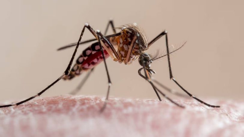 Récord de contagios por dengue