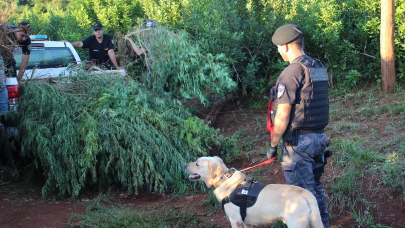 Agentes de inteligencia de frontera detectaron más de 150 plantas de marihuana valuadas en 570 millones