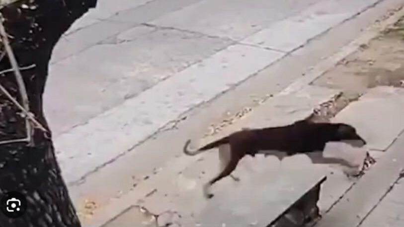 Un perro se robó una pastafrola y se volvió viral