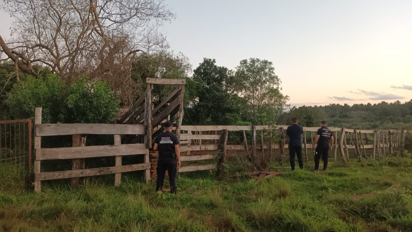 Recuperaron once vacas robadas en Itacaruaré