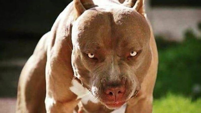 Corrientes: condenaron a 8 años de cárcel al dueño de un pitbull que mató a una nena